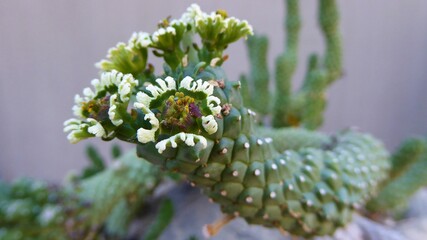 Closeup of Flowering Branch on Euphorbia Caput-Medusae