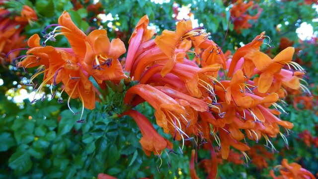 Closeup of Vibrant Orange Tecoma Capensis / Cape Honeysuckle Flowers 