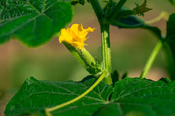 Green cucumber on garden. Cucumber ripen on the garden
