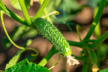 Green cucumber on garden. Cucumber ripen on the garden