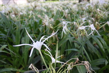 spring flowers in the grass