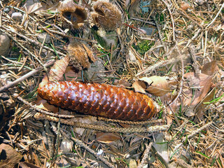 tannenzapfen am waldboden