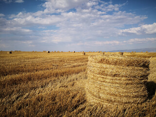 Rolls of hay in the fields at harvest time