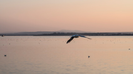 Alone gull flying in the sunset
