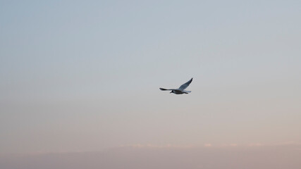 Alone gull flying in the sky
