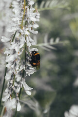 Bumblebee in the meadow