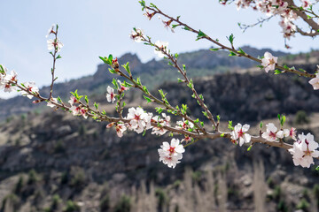 Spring flowers tree branches blurred background