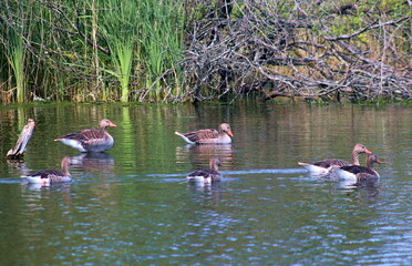 kaczki © Anya Photography