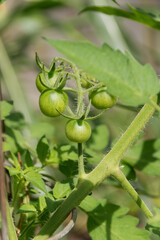 Small Green Cherry Tomato Cluster