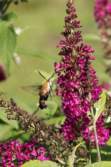 Hummingbird Moth Feeds on a Bee Balm Blossom