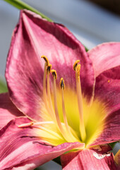 Lilly Stamen and Anther Close-Up