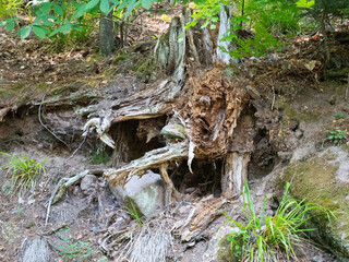 Racine d'arbre