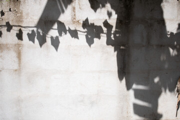 white bright old grunge wall with shade of plant background