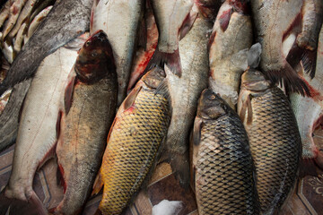 Fototapeta premium Fresh fish on ice. Fresh seafood.
