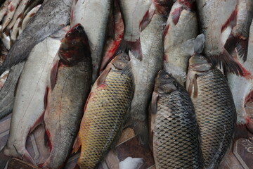 Fresh fish on ice. Fresh seafood.