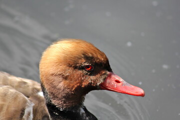 kaczka © Anya Photography