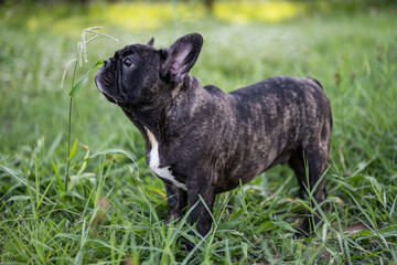 Brindle French bulldog puppy standing alone outdoor.