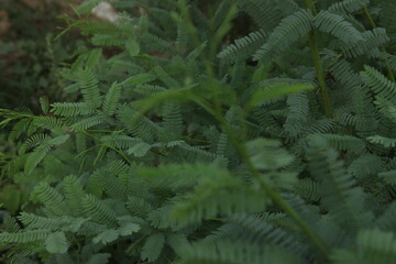 fern in the woods