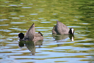 kaczki © Restlessessence