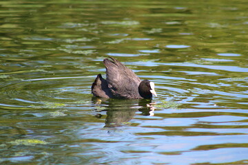 kaczka © Anya Photography