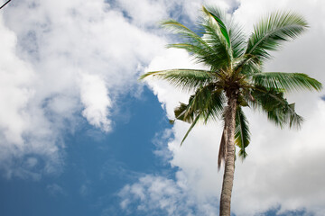 coconut green tree in the blue sky  with white like paper cloud background