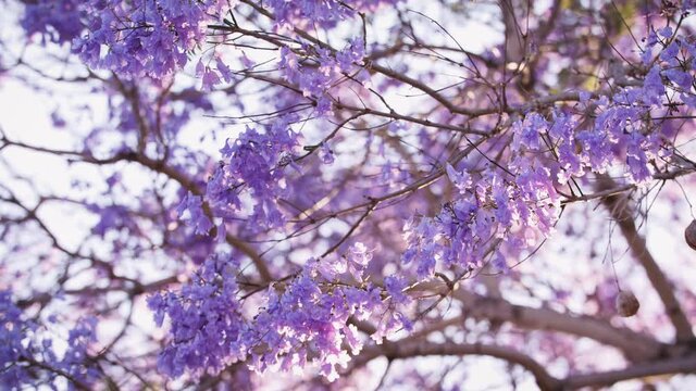 Jacaranda tree branch on a June afternoon