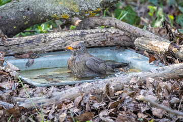 Blackbird (Turdus merula) bathes in the garden