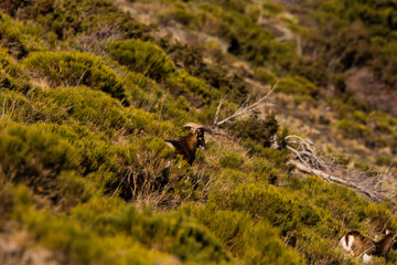 Mouflons in Capcir, Pyrenees, France