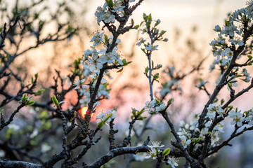 White cherry tree flowers in the garden at sunset