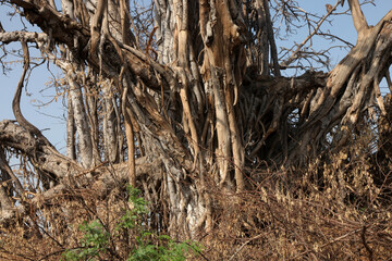 dead tree in the forest