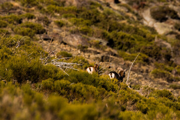 Mouflons in Capcir, Pyrenees, France