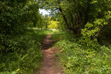 Obraz premium Piękny las w dolinie rzeki Vorgol. Region Lipieck. Rosja.