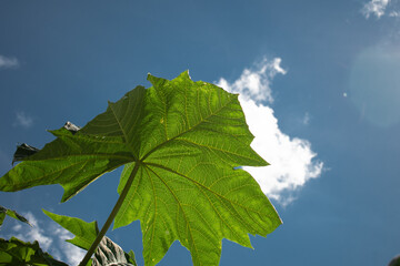green tree in the blue sky  with white like paper cloud background