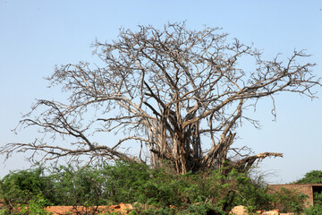 dead tree in the forest