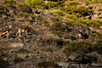 Mouflons in Capcir, Pyrenees, France