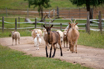 Herd of goats and sheep walking on a road and watching the camera. Typical countryside landscape.