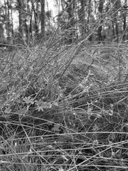 Black and white different grass.