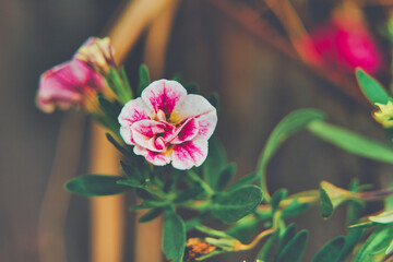 Gartenblume, Petunie "Sweet sunshine" mit pinker Blüte