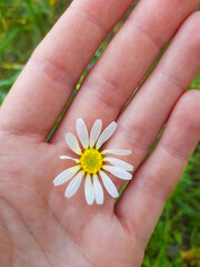 A flower in the palm of your hand.