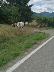 varias vacas y una de ellas cabreada