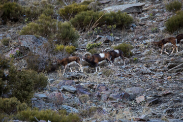 Mouflons in Capcir, Pyrenees, France