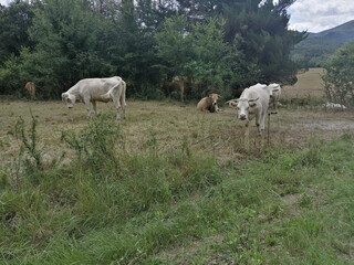 varias vacas en el prado