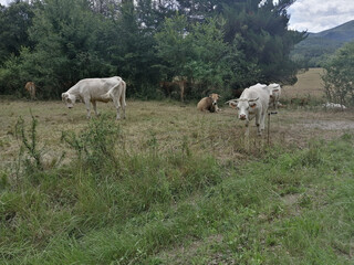 Obraz na płótnie Canvas varias vacas en el prado