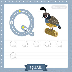 Letter Q uppercase tracing practice worksheet of Quail bird perching on wood log
