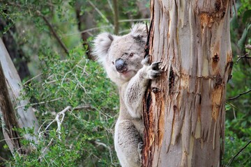 Wild male Koala in eucalypt, South Australia