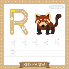 Letter R uppercase tracing practice worksheet of Red Panda