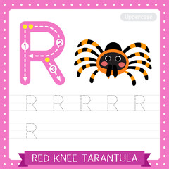 Letter R uppercase tracing practice worksheet of Red Knee Tarantula