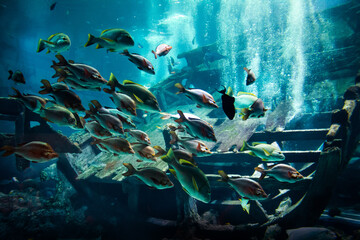 Ocean fish with sunken wooden ship underwater