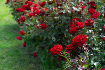 Many red roses growing in the ground