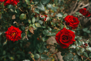 Red roses growing in the ground